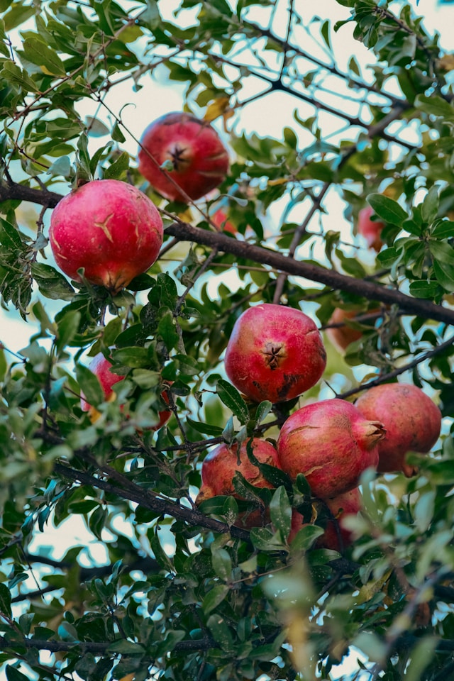 Pomegranates 2