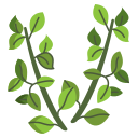 Thyme